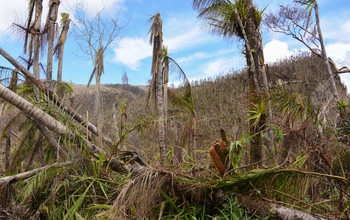 Puerto Rico's forests and streams were dramatically changed by Hurricane Maria's hit on the island.